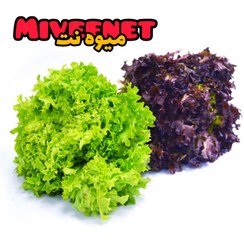 تصویر کاهو فرانسوی ریشه دار ۳۵۰-۴۰۰ گرمی بسته بندی میوه نت French lettuce fresh packing miveenet350-400gr