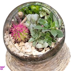 تصویر تراریوم کد 20047 