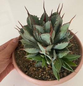 تصویر آگاو پوتاتروم کوبیک (Agave potatorum cv Cubic)