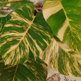 تصویر پتوس هاوایی 