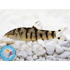 تصویر لوچ پاکستانی4الی 6سانت 