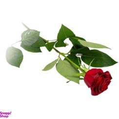 تصویر شاخه گل طبیعی رز هلندی قرمز 