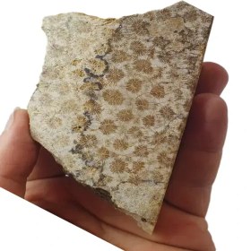 تصویر فسیل مرجان 