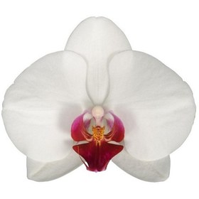 تصویر نشا ارکیده فالانوپسیس ا Phalaenopsis orchid seedling Phalaenopsis orchid seedling