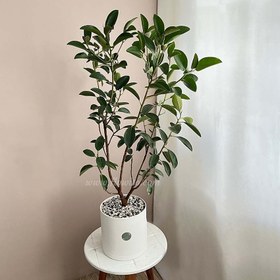 تصویر گیاه آپارتمانی فیکوس جنگلی 
