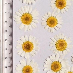 تصویر گل خشک بابونه 