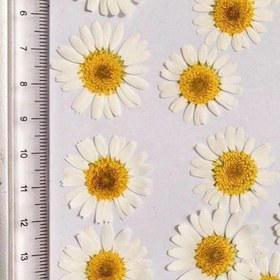 تصویر گل خشک بابونه 