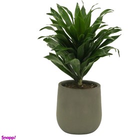 تصویر گیاه طبیعی دراسنا کامپکت کد D_001 