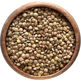 تصویر عدس روسی اعلا 