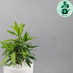 تصویر پیله موآ 