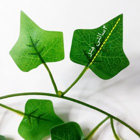 تصویر ریسه برگ پاپیتال کد leaf2 