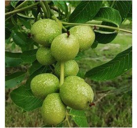 تصویر گردو آلتای ترکیه 