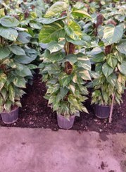 تصویر پتوس چماقی زعفرانی 