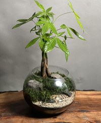 تصویر تراریوم پاچیرا بافت 