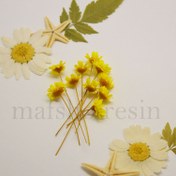 تصویر گل خشک بابونه وحشی زرد 