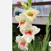 تصویر پیاز گلایل سفید خالدار 