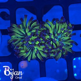 تصویر همر برنچینگ نوک بنفش 