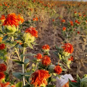 تصویر گل رنگ - 100 گرم / بسته پلاستیکی 