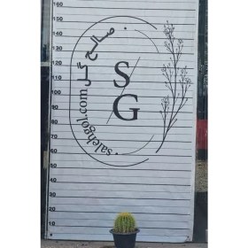 تصویر کاکتوس اچینو 