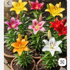 تصویر پیاز گل لیلیوم آف دو (رنگ نامشخص) 