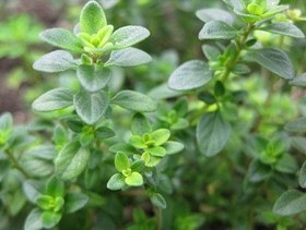 تصویر آویشن شیرازی پهن کوهی و وحشی ارگانیک 100گرمی 