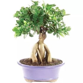 تصویر نهال بونسای Bonsai seedlings