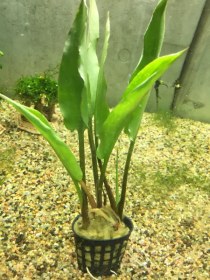 تصویر گیاه آبزی آکواریوم پلنت کریپتون برگ پهن Cryptocoryne ciliata 