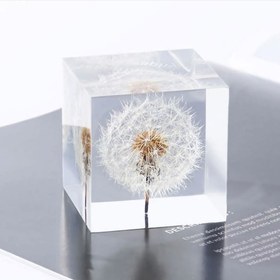 تصویر گل خشک قاصدک 