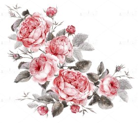 تصویر عکس با کیفیت گل رز صورتی و سفید 