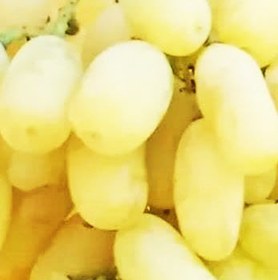 تصویر انگور یاقوتی سفید 