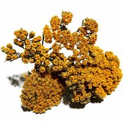 تصویر بومادران - 100 گرم Yarrow