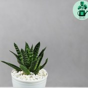 تصویر آلوئه آریستاتا 