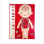 تصویر اناتومی بدن چوبی 