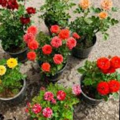 تصویر گل طبیعی ساناز 