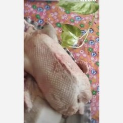 تصویر اردک محلی 