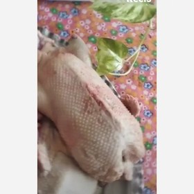 تصویر اردک محلی 