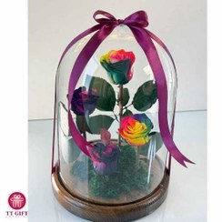 تصویر گل رز جاودان دیو و دلبر رنگارنگ 