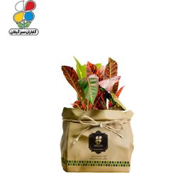تصویر گیاه طبیعی کروتون رنگارنگ گلباران سبز گیلان مدل GN13-2CK 