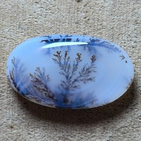 تصویر شجر قائن زیبا خاص 