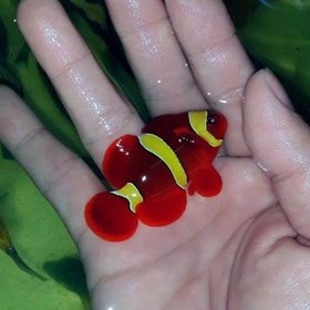 تصویر ماهی دلقک مارون گلد آب شور Maroon Gold Clownfish