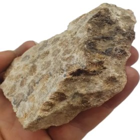 تصویر فسیل مرجان 