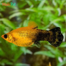 تصویر ماهی مولی پاندا 5 تا 7 سانتی متر 