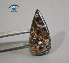 تصویر فسیل توریتلا اشکی 3.7 گرم 