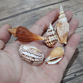 تصویر صدف میکس کد mix22 