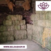 تصویر علوفه دام (یونجه) 