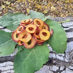 تصویر آلو خشک 