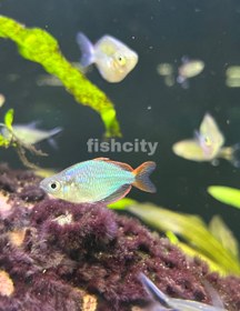 تصویر رمبو نئون دارف 