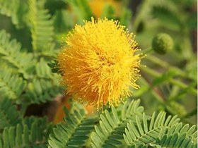 تصویر بسته 10 عددی بذر گیاه مُشک Acacia farnesiana 