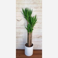 تصویر یوکا چند شاخه گیاه آپارتمانی مقاوم همراه با گلدان پلیمری 