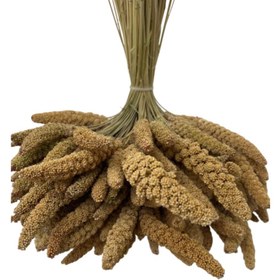 تصویر ارزن خوشه ای ایرانی 